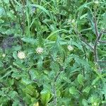 Leucanthemum ircutianum Агульны выгляд