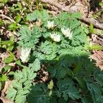 Dicentra cucullaria 花