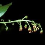 Coriaria myrtifolia Цветок