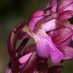 Orchis spitzelii 花