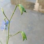 Delphinium leroyi Fruto
