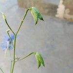 Delphinium leroyi Fruit