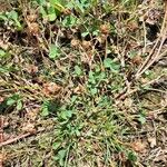 Trifolium glomeratum Leaf