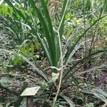 Aechmea magdalenae Leaf