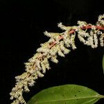 Miconia trinervia Flower