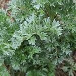 Artemisia vallesiaca Folha