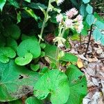 Petasites pyrenaicus Leaf