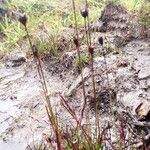 Juncus triglumis Habit