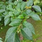 Styrax japonicus Ліст