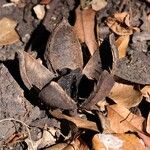 Khaya anthotheca Frukto