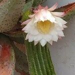 Echinopsis schickendantzii Flor