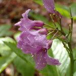 Cardamine pentaphyllos 花