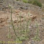 Carduus chevallieri Plante entière