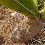 Opuntia maxima Bark