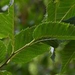 Ostrya carpinifolia Feuille