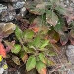 Crambe scaberrima 葉