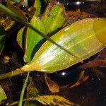 Potamogeton polygonifolius Leaf