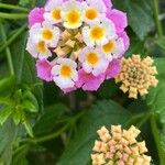 Lantana camaraBlüte