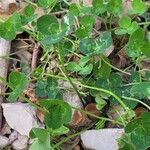 Trifolium repens Foglia