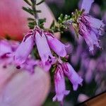 Erica australis Flor