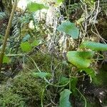 Centella asiatica ശീലം