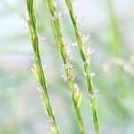 Digitaria sanguinalisFlower