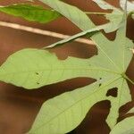 Sterculia kayae Leaf