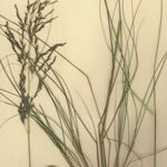 Eragrostis curvula Хабит