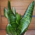 Dracaena hyacinthoides برگ