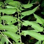 Pouzolzia obliqua Hoja