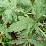 Althaea cannabina Folha