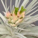 Tillandsia mauryana Cvet