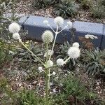 Eryngium yuccifolium Habitat