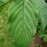 Viburnum plicatum Ліст