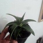 Dyckia brevifolia Лист