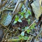 Oldenlandia salzmannii List
