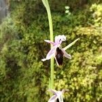 Ophrys lunulata Flower