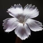 Dianthus longicaulis Λουλούδι