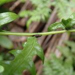 Pteris similis Hostoa