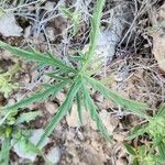 Geranium tuberosum Fuelha