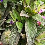 Heliotropium arborescens List