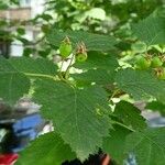 Crataegus submollis Foglia