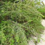 Vachellia tortuosa Tervik taim