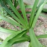 Agapanthus africanusLeaf