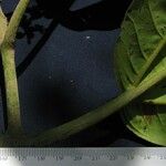 Miconia calvescens Kůra