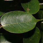 Bursera simaruba Leaf