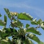 Sorbus latifoliaПлод