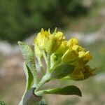 Alyssum alpestre Kvet