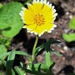 Layia platyglossa Flor