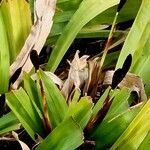 Carex plantaginea Fruit